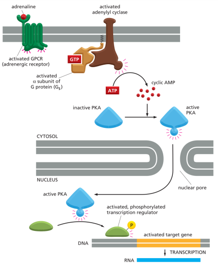 Protein G hoạt hóa enzyme màng - Con đường cAMP