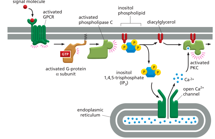 Protein G hoạt hóa enzyme màng - Con đường truyền tín hiệu thông qua IP