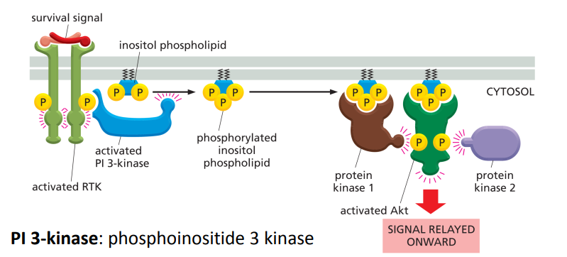 RTK hoạt hoá con đường tín hiệu PI-3-kinase – Akt