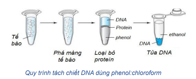 Quy trình tách chiết DNA dùng phenol:chloroform