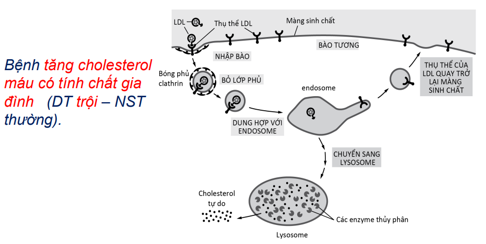 Nhập bào LDL