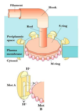 Cơ chế chuyển động vi khuẩn