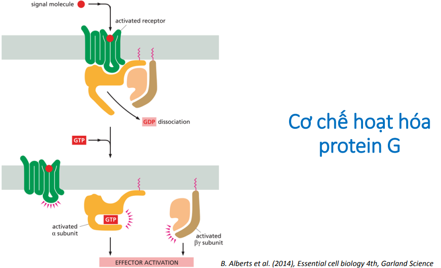 Hoạt hoá protein G