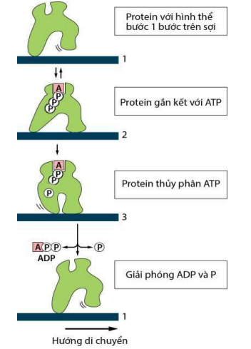 Protein động cơ di chuyển nhờ thuỷ phân ATP