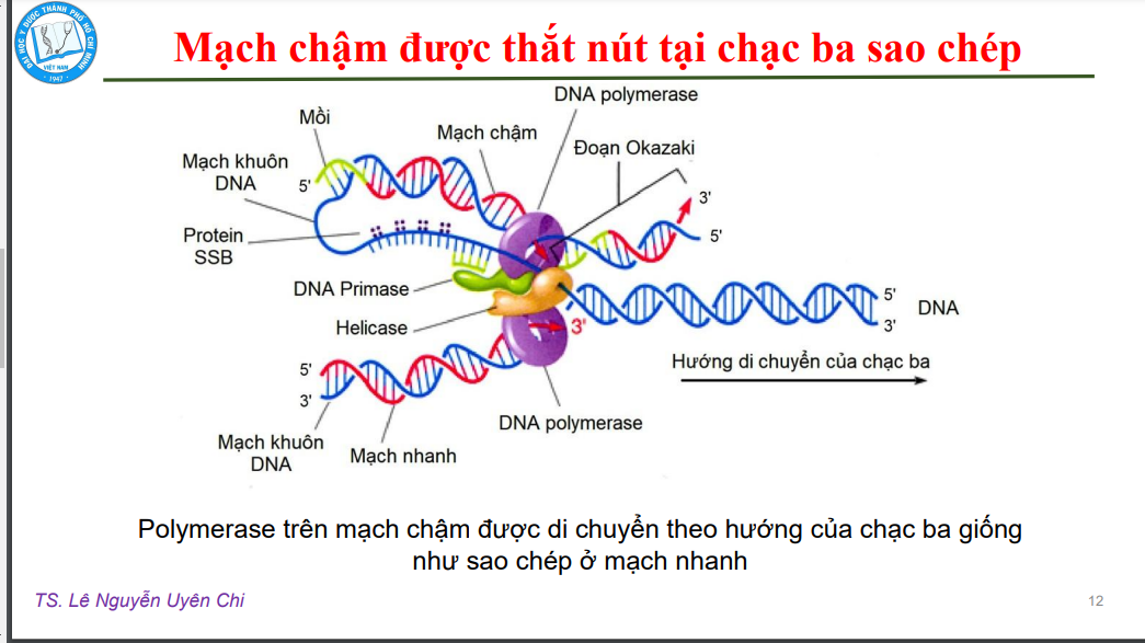 Mạch chậm được bẻ cong