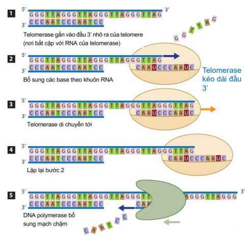 Telomarase