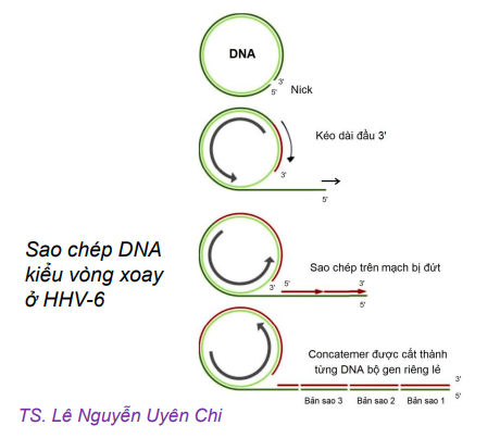 Sao chép theta ở virus