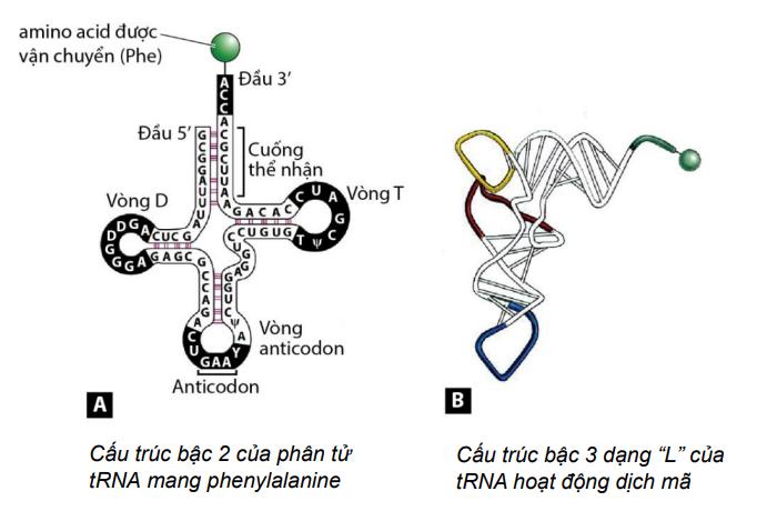 tRNA cấu trúc bậc 2 và 3