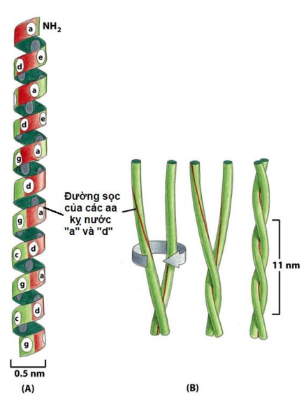 Cấu trúc xoắn cuộn