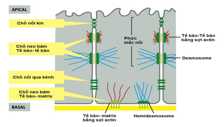 Mối nối ở TBĐV