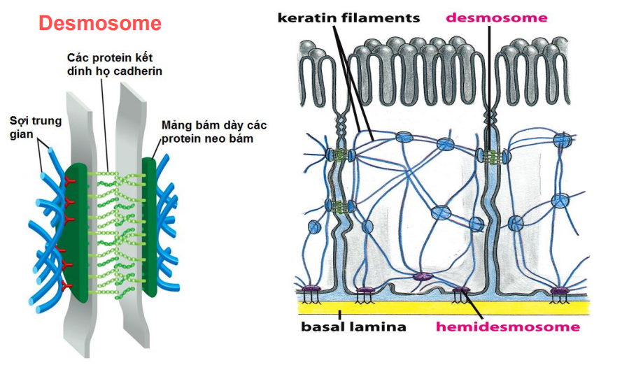 Chỗ neo bám