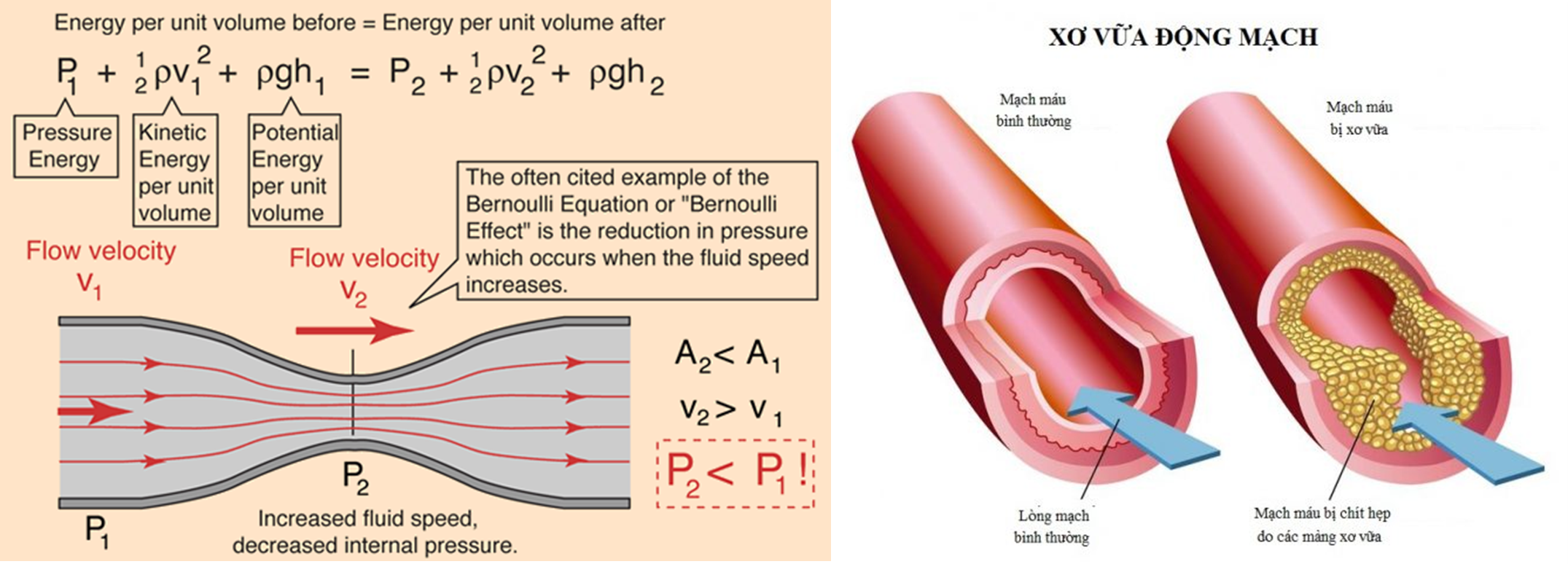 PT Bernoulli và xvdm